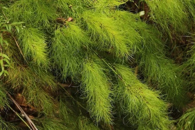 thuya ламинирование